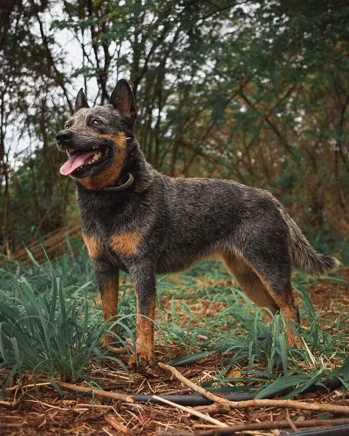 Charlotte z. m. g. c. Heeler Selivon