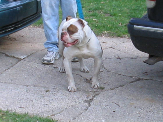 GBK's Neo(AmericanBulldog)