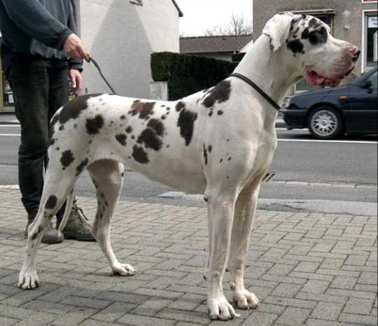 Cinamon Girl Von Haus Tiefenbach