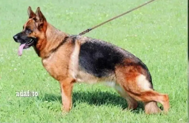 Connie della Bocca del Vesuvio