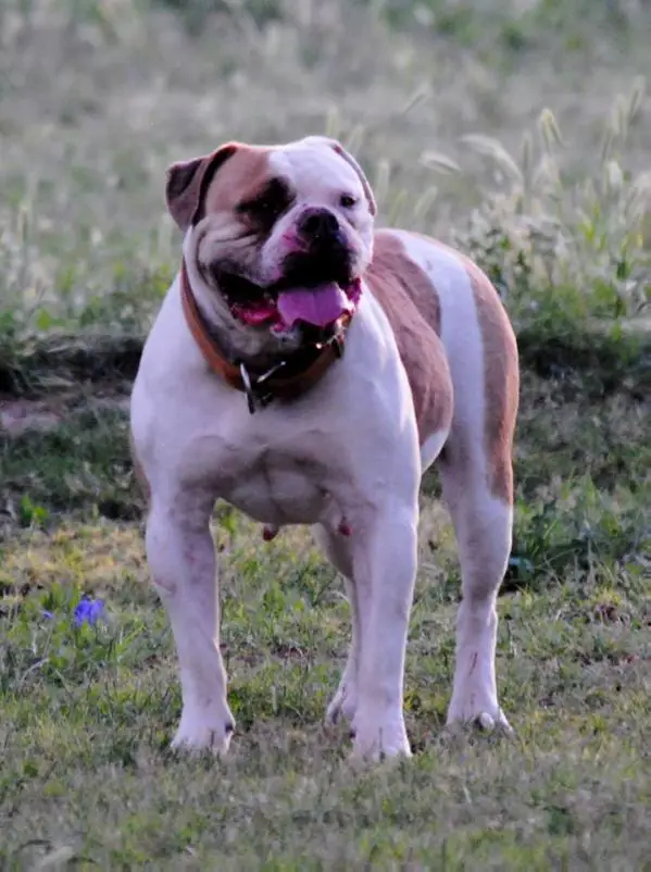 Empire's Gorgeous of MWB