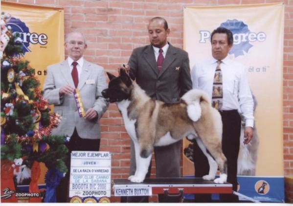 COL GCH, COL CH, COL JCH Day Dream's Rusty Of Santelmo