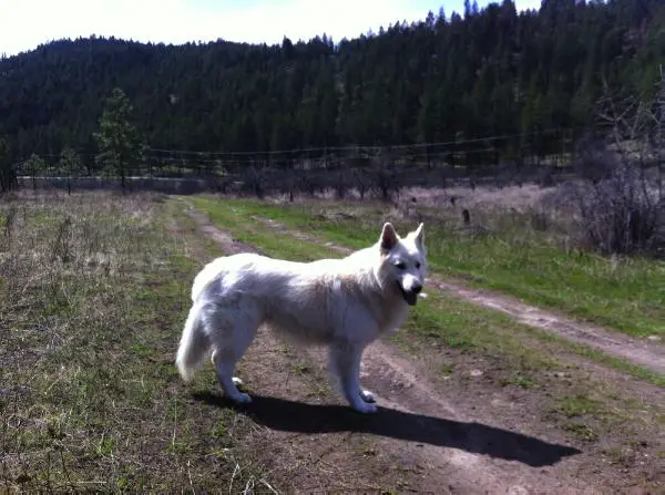Dingo Guy v.d Witte Klaver