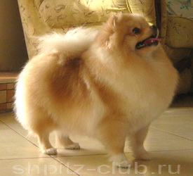 Bravo's Fluffy Cloud