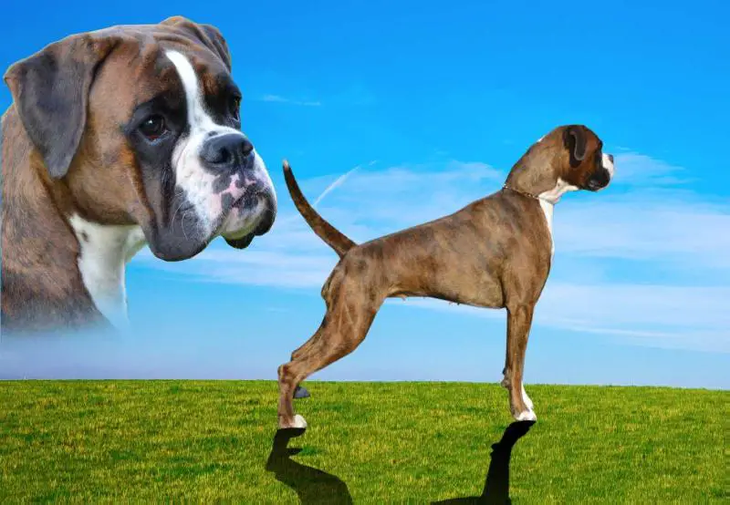 Adorable Iris Amoris