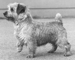 Bundessieger D Weltsieger Europasieger Chidley Magic Carpet