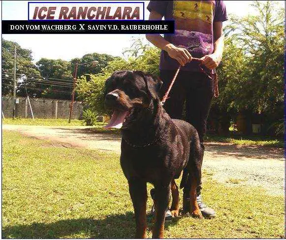 Ice Ranchlara