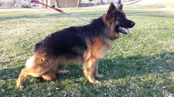 Rocky Vom Zuckerreich Pacheco