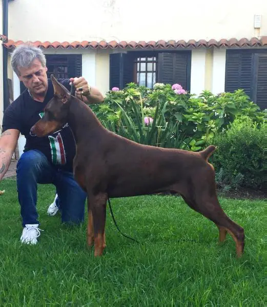 Van Damme I de Black Shadow