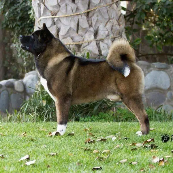 CH Kiradashi Super Che