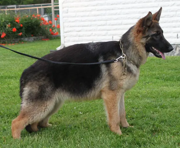 Platinumshepherd Isadora