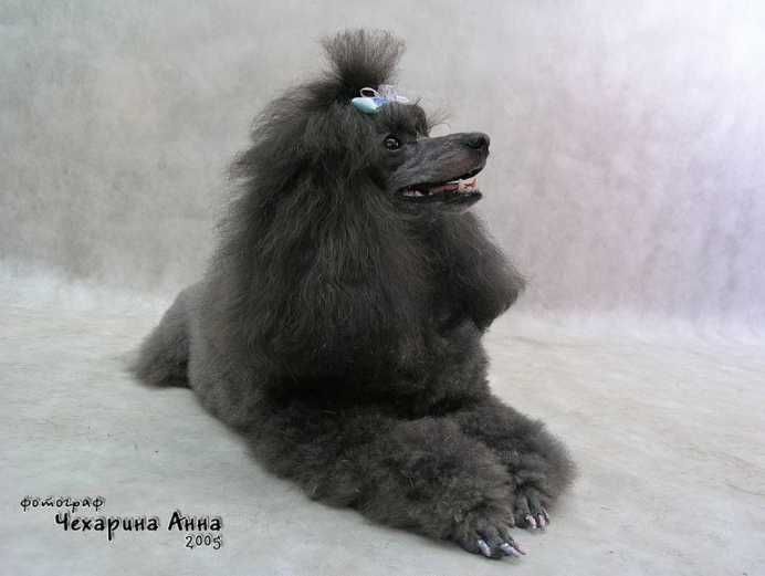 Turandot Solnechnyi Lev