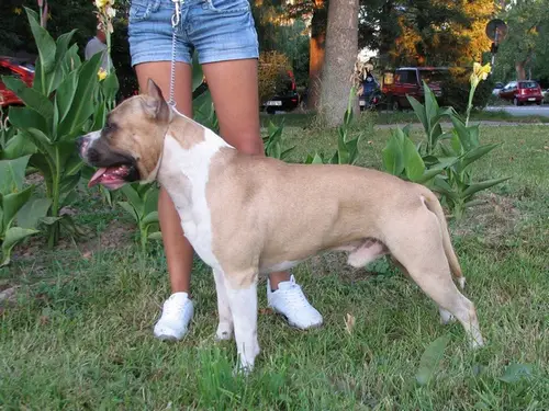 Bullet of Eagle Blend