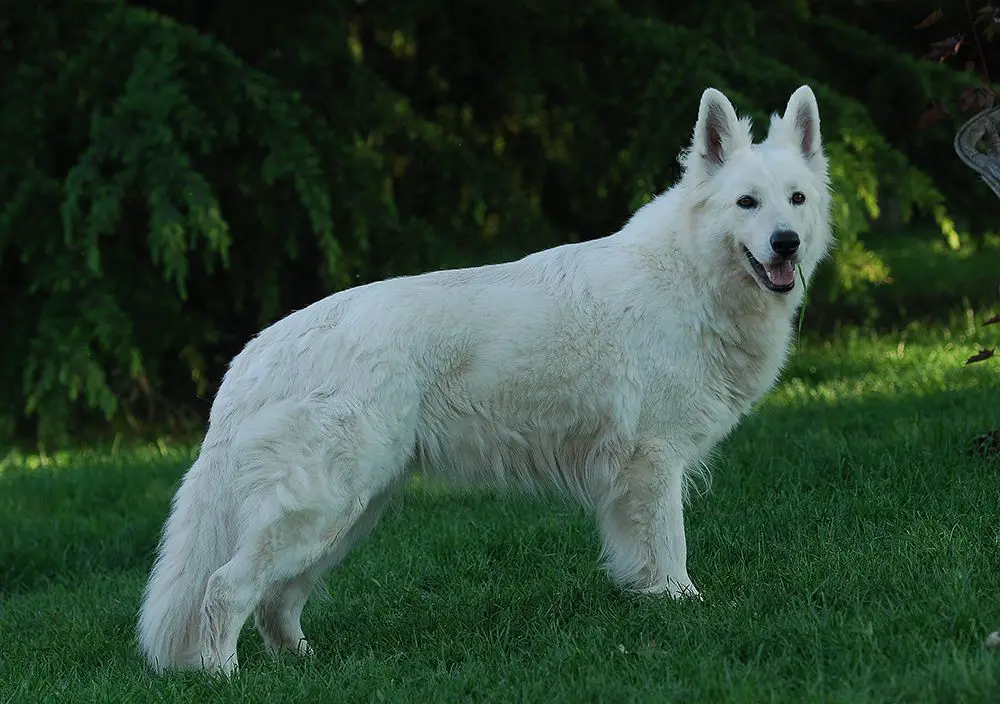 Lungoresina Dreamcatcher Gilda