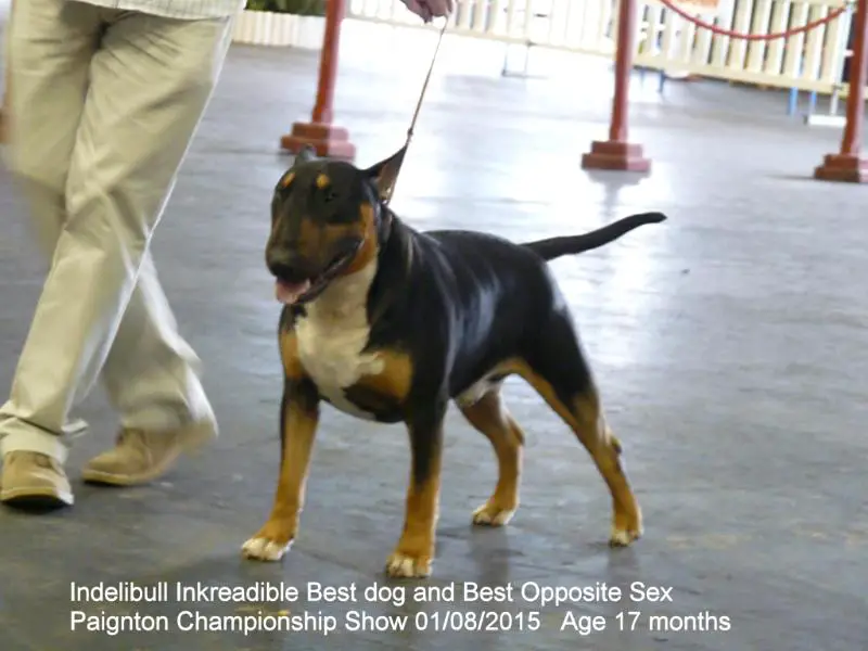 Indelibull Inkreadible
