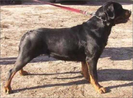 Janice aus dem Blumental