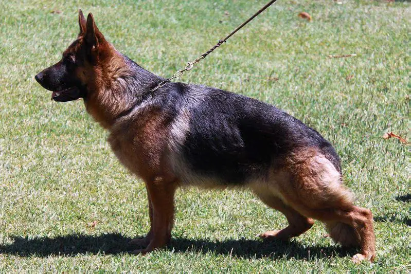 V1 PT 2017 & 2018 Panna Cotta de Domus Didacus