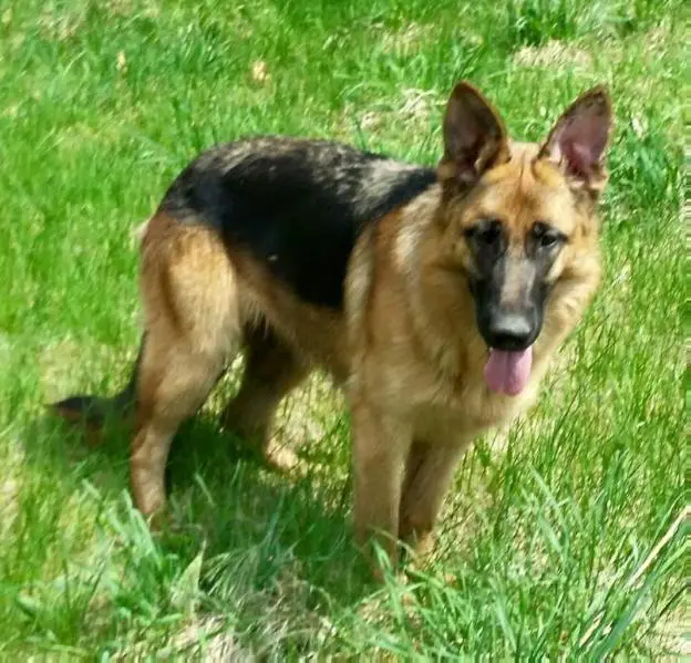 Berti Trierweiler Von Castlebrook