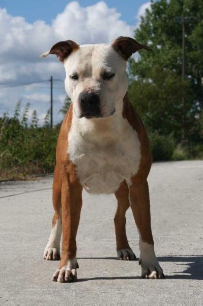 Sistaffs Phantom at Lalie'S Niños