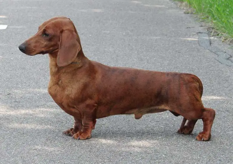 Ideal Match v.d. Mibaf's Hoeve