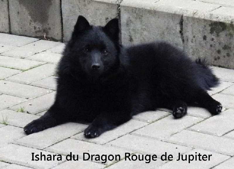 Best Of Breed Ishara du Dragon Rouge de Jupiter