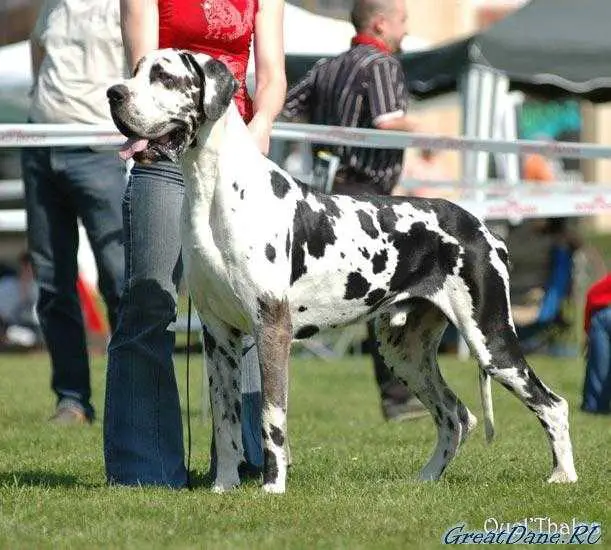 Interchampion, European Winner 2005, Champion of Latvia, Lit Ulon'as des Terres de la Rairie