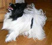 Rivas Ross Tsvetnaya Raduga