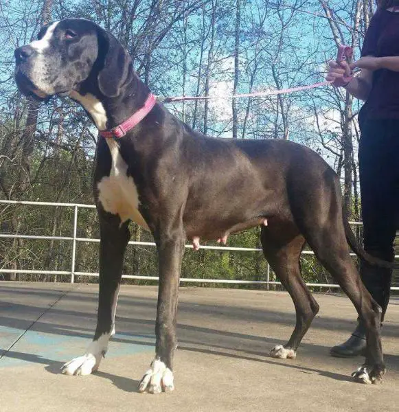 MSGD'S Beautiful Dangerous Perla v ValleyDanes