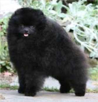 Chriscendo Cult Classic