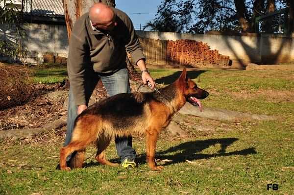 FUSTA DO MAR VERMELHO