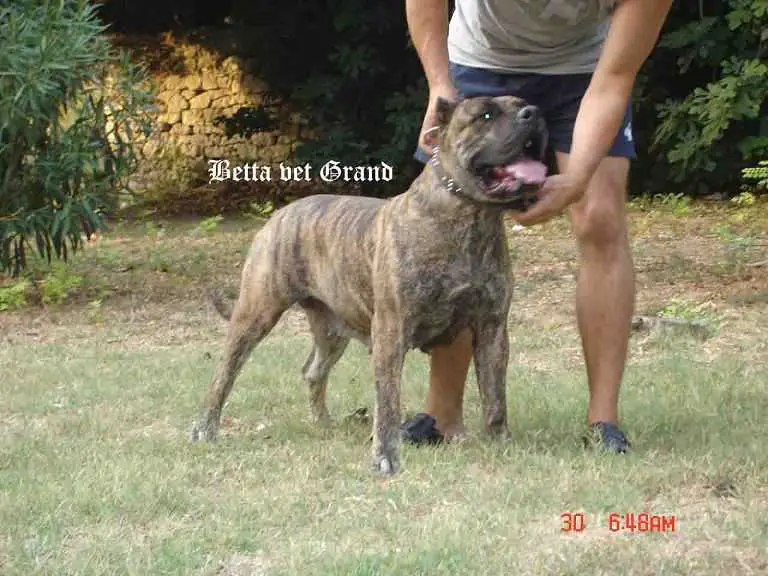Beta Vet Grand
