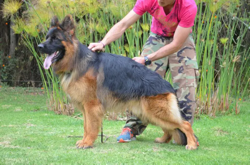 SG1 Coapa -Col Ionas von Pendler