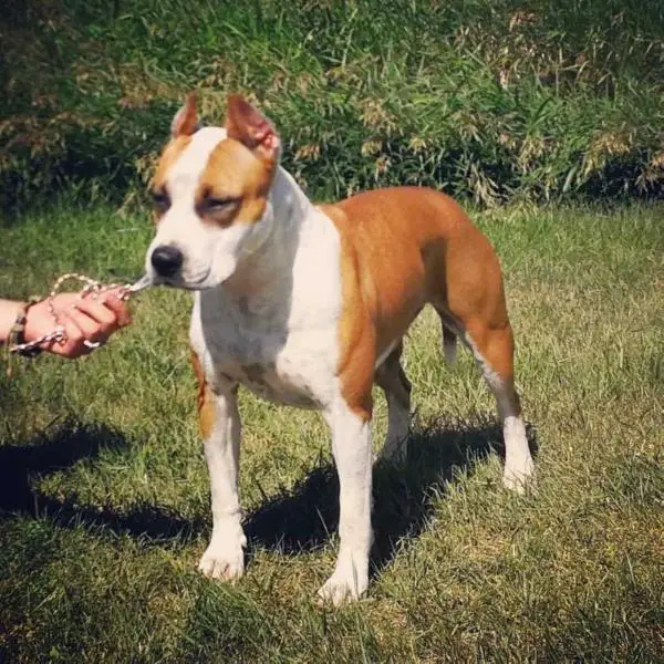 CH PMK Vertical Drop to Blue Nile