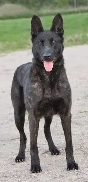 BUNKERDOGS M.R. TWIXX AT VDK