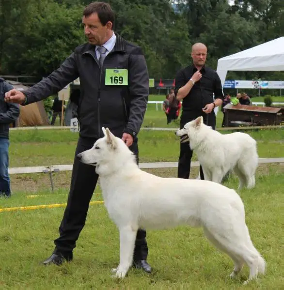 Multi-CH von CH, AU, DE, HR, HU, SK; CH & DE Jugend-Champion Archie della Lupa Bianca