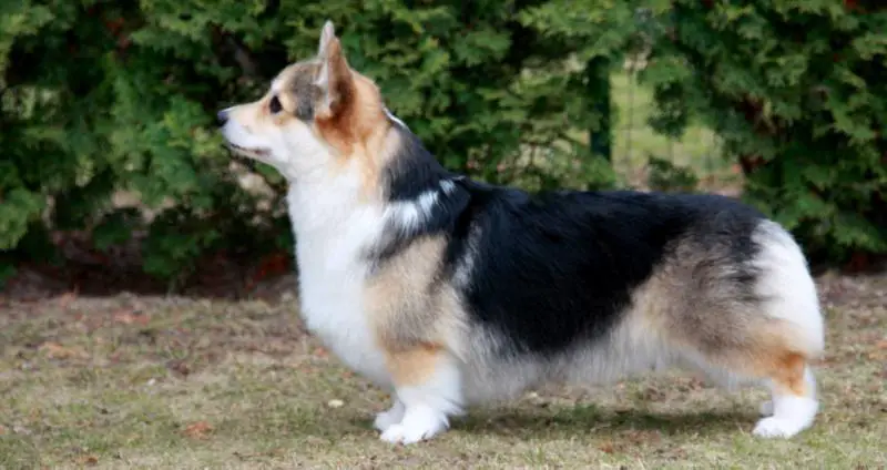 LV CH Mistycor Chantilly Lace At Amberynlea