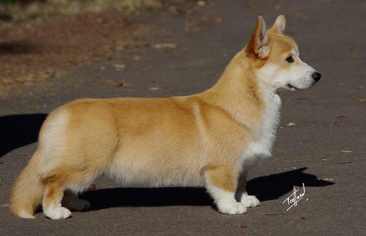 Bojojamile Born To Be Wild