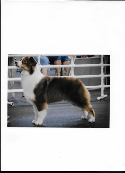 ASCA Ch. Aliyah Paramounts Playing Games