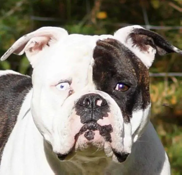 Ostergaards Blueeyed Angel Hanna