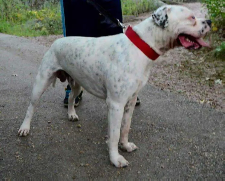 Hurts atomic nuke of kadan's