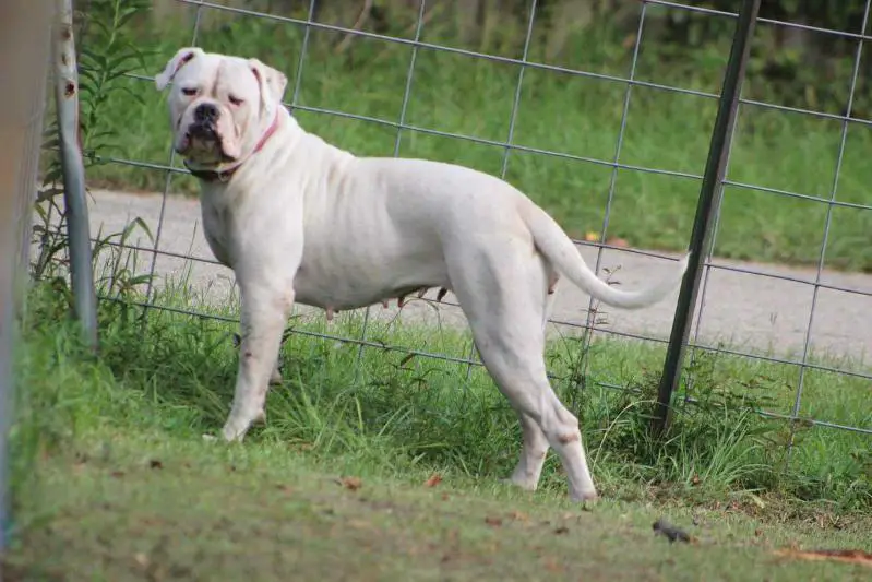 DTBs Beautiful Oblivion