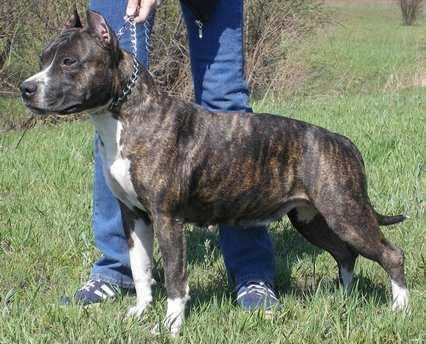 JCH Rus,Ch Rus Nyder Diamond