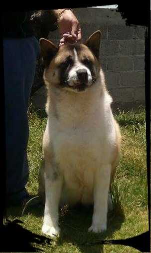 Volka Of Gonvar (Gonzalez)