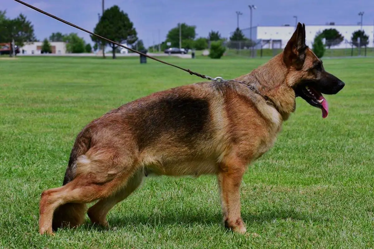 SG2 USCA 2017 Bonna Vom Ragnar