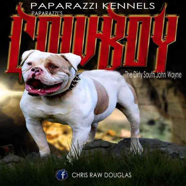 Darensbourg's Cowboy of Paparazzi Kennels