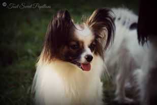 DCH VDH DCH Club DJCH Toot Sweet's Cute Colombina