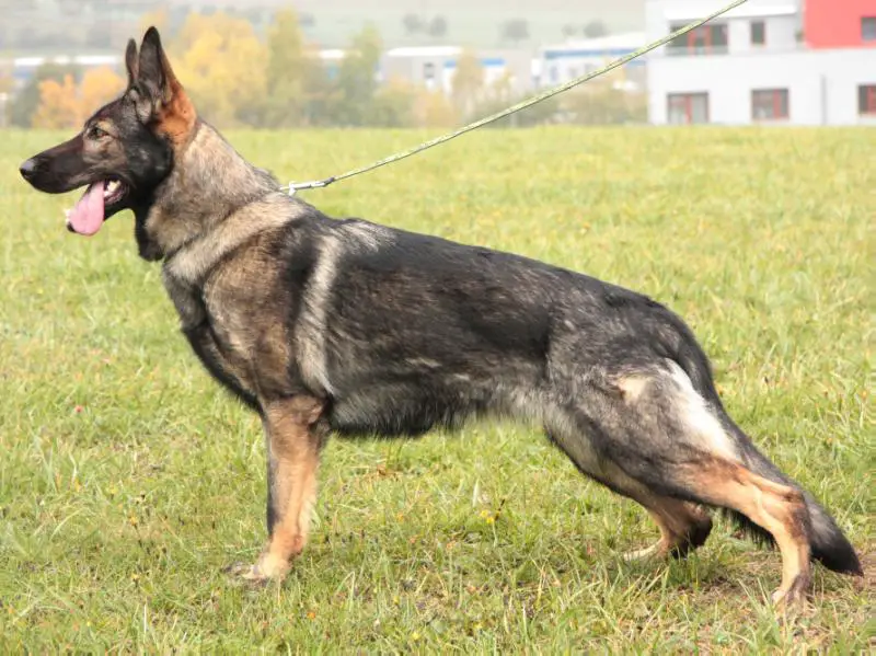 Prixa od Policie Ceské Republiky