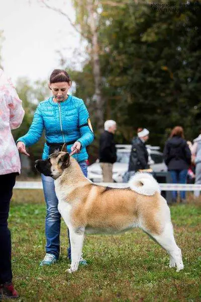 Planeta Udachi Dream Velvet Night