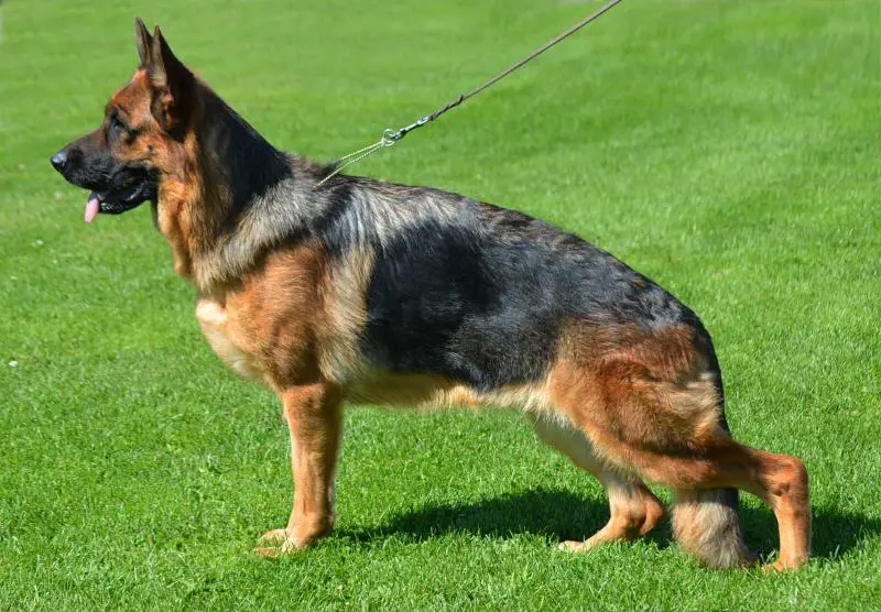 V Team Leiksaid Morena