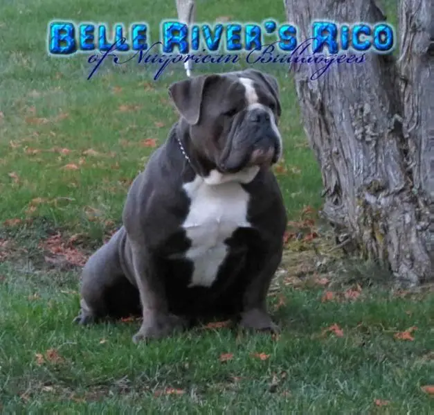 Belle River's Rico